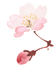 ピンクの花ビラ2の画像