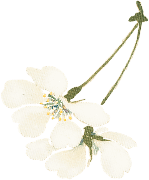 白い花ビラ1の画像