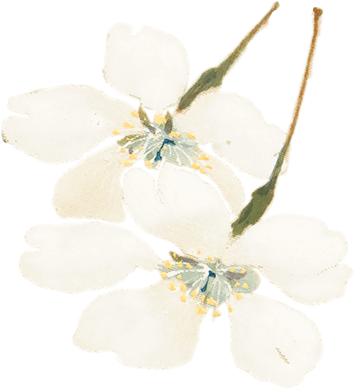 白い花ビラ2の画像