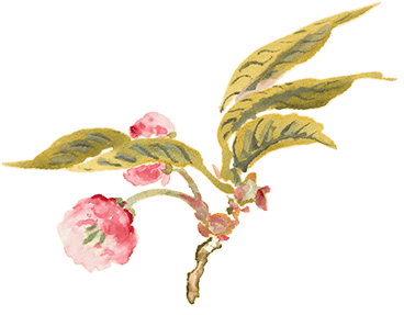 八重桜2の枝の画像